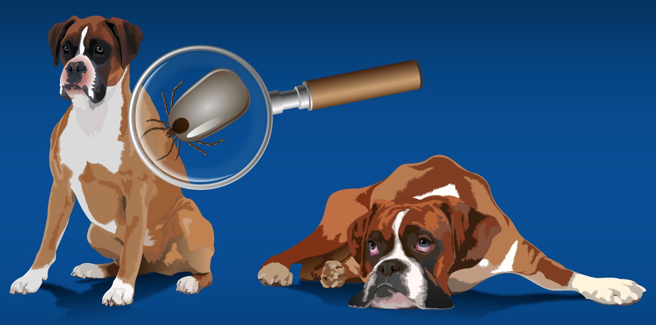 Dog illness