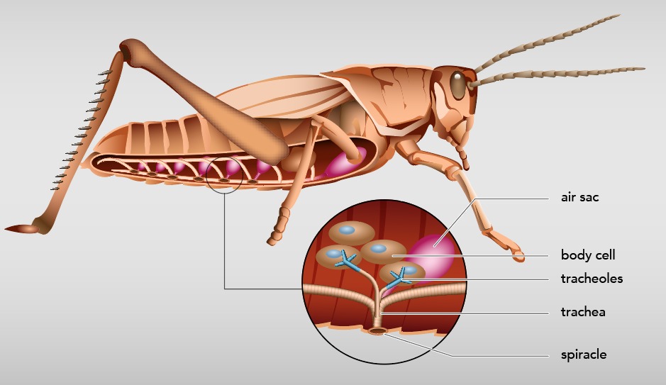 Grasshopper anatomy